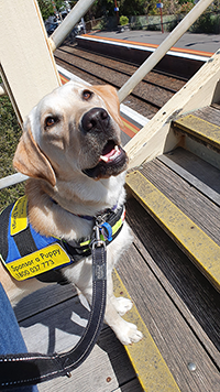 Yellow Labrador Seeing Eye Dog in harness about to walk up stairs