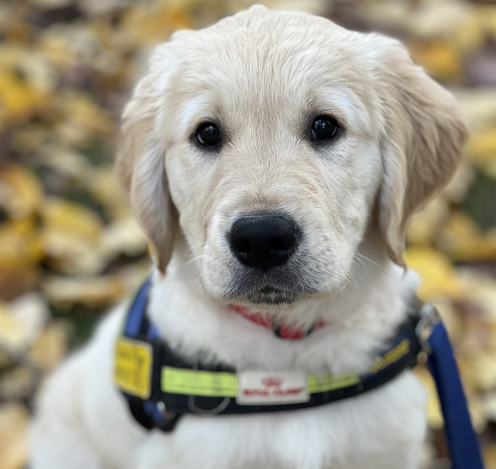 Yellow Seeing Eye Dogs pup in training, Tanner, sitting in the garden