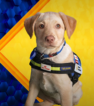 Gold Medallist: Unique, blonde labrador puppy