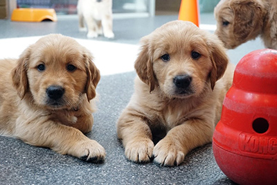 2 young golden retriever puppies looking at camera