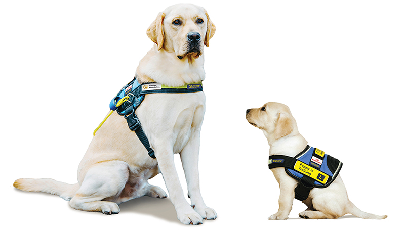 An adult Seeing Eye Dog in harness sits beside a young Seeing Eye Dog puppy, in training jacket