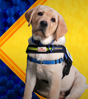 Bronze Medallist: Yaris, blonde labrador Seeing Eye Dog puppy