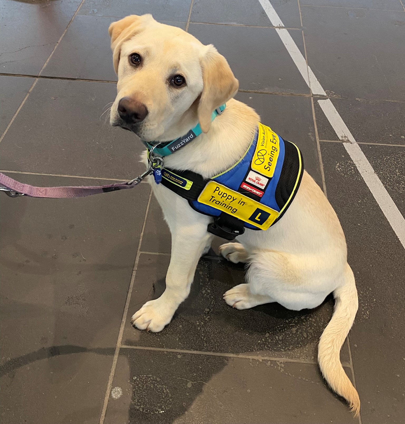 "Yellow Seeing Eye Dog Zsa Zsa sitting nicely at Flinders Street Station in Melbourne."