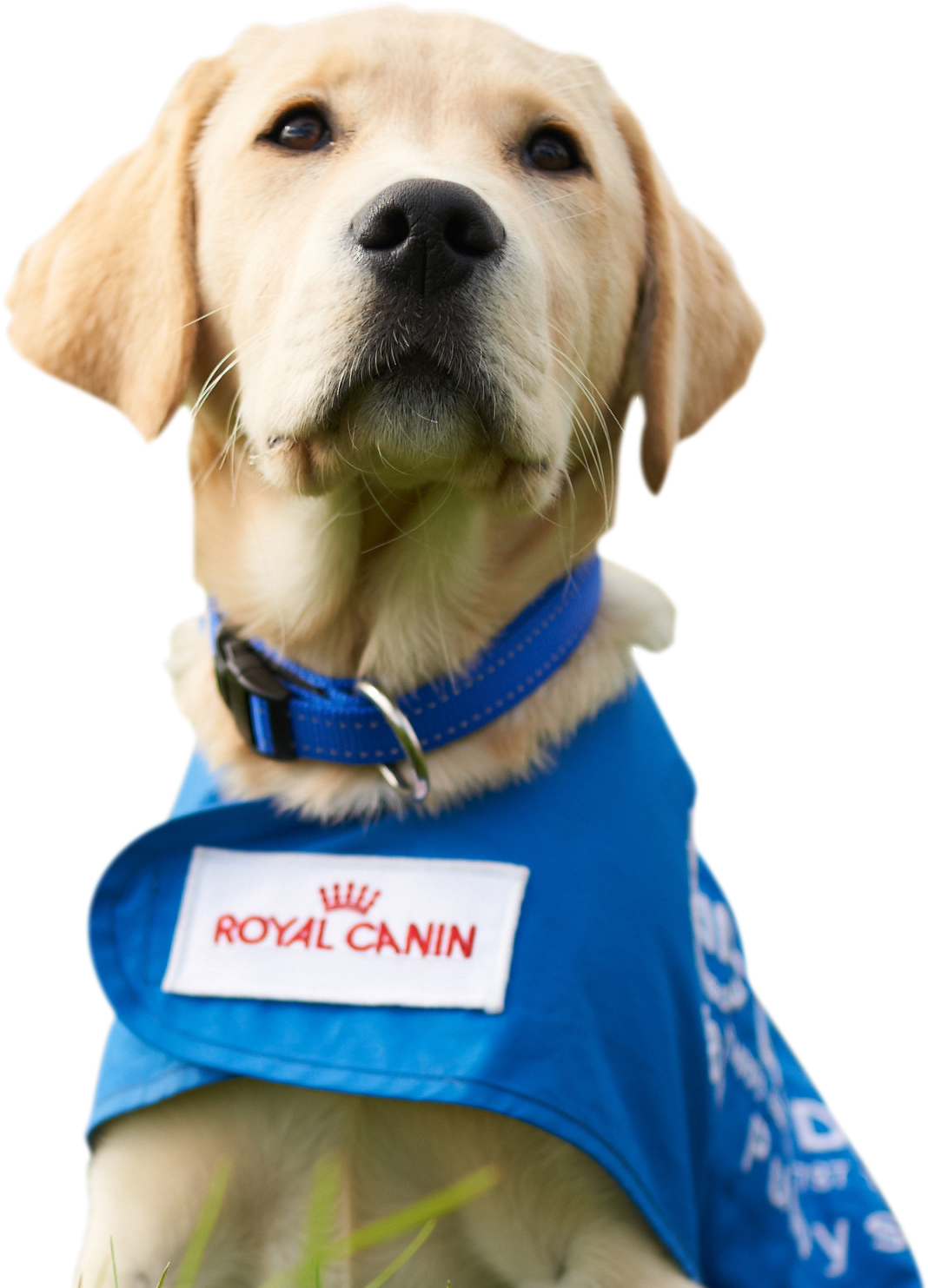 Seeing Eye Dog gold labrador puppy wearing blue coat with Royal Canin logo patch