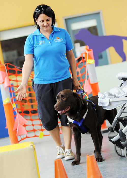 Brown Labrador Seeing Eye Dog wearing harness is being guided by instructor.