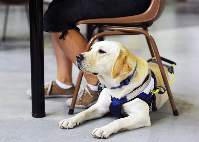 Golden Labrador Seeing Eye Dog in harness sits underneath chair