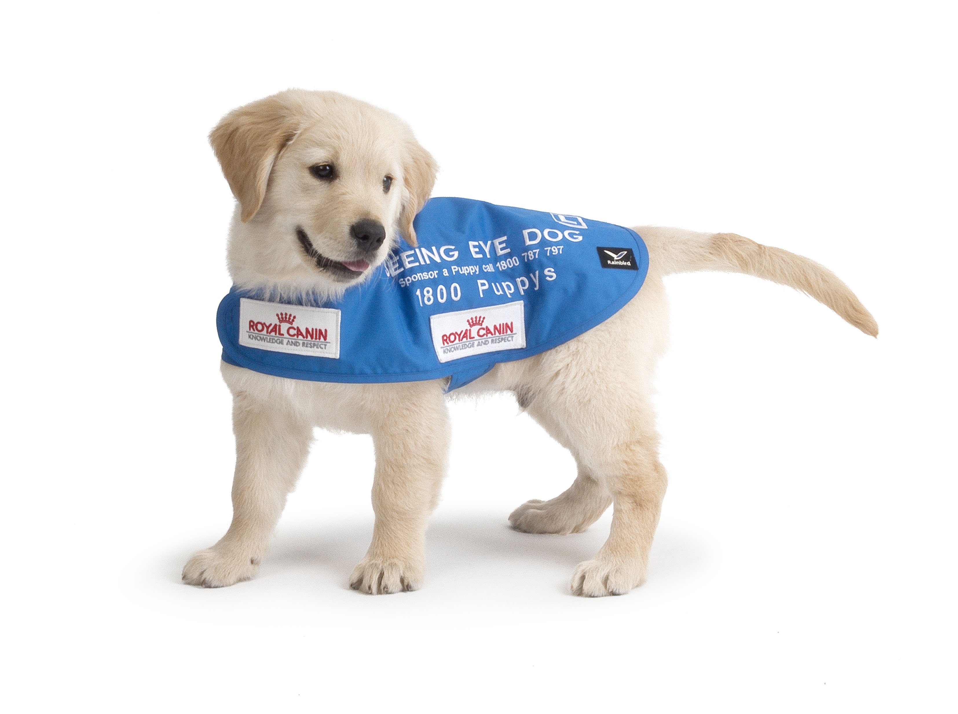 Puppy in a blue coat looking happy behind a white background