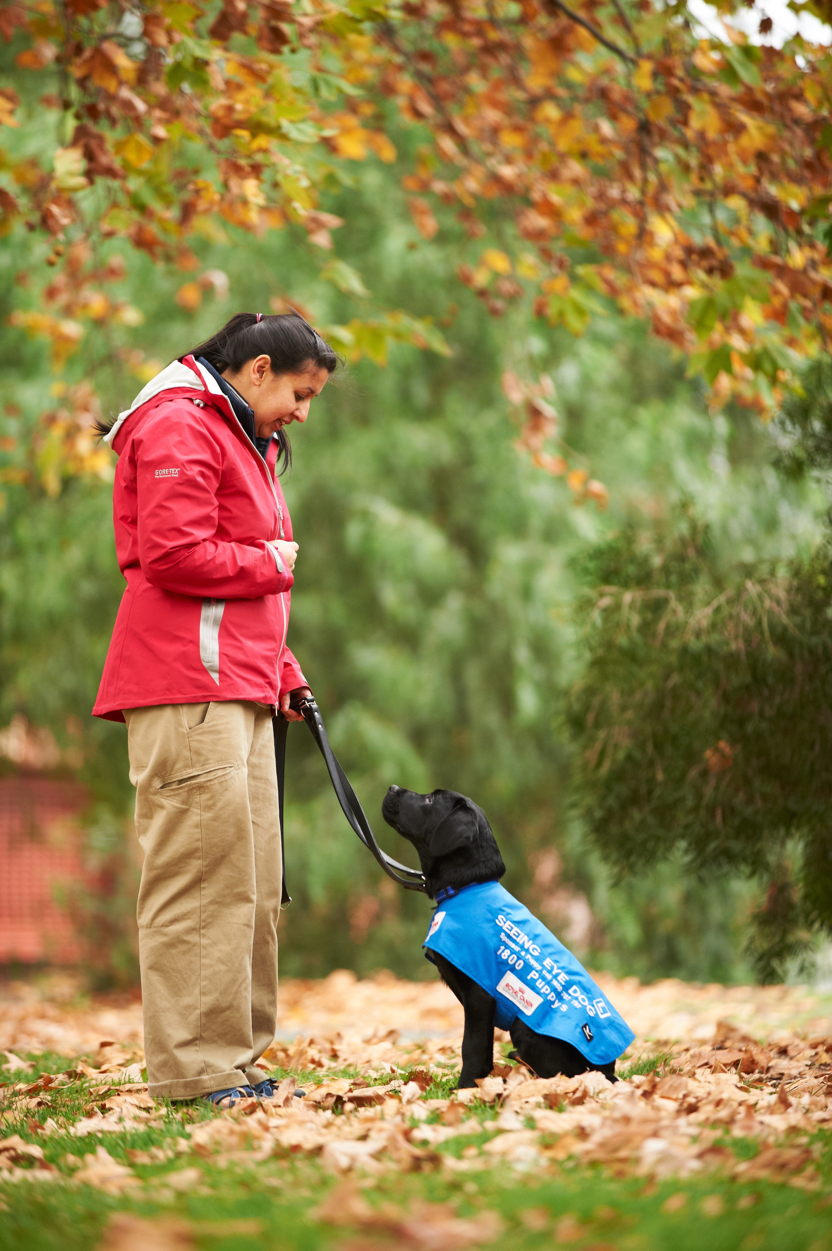 Puppy with trainer in a park, puppy is sitting