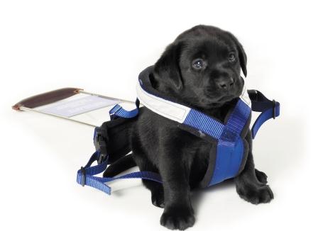 Labrador puppy sitting in a grown and oversized Seeing Eye Dog's guide harness.