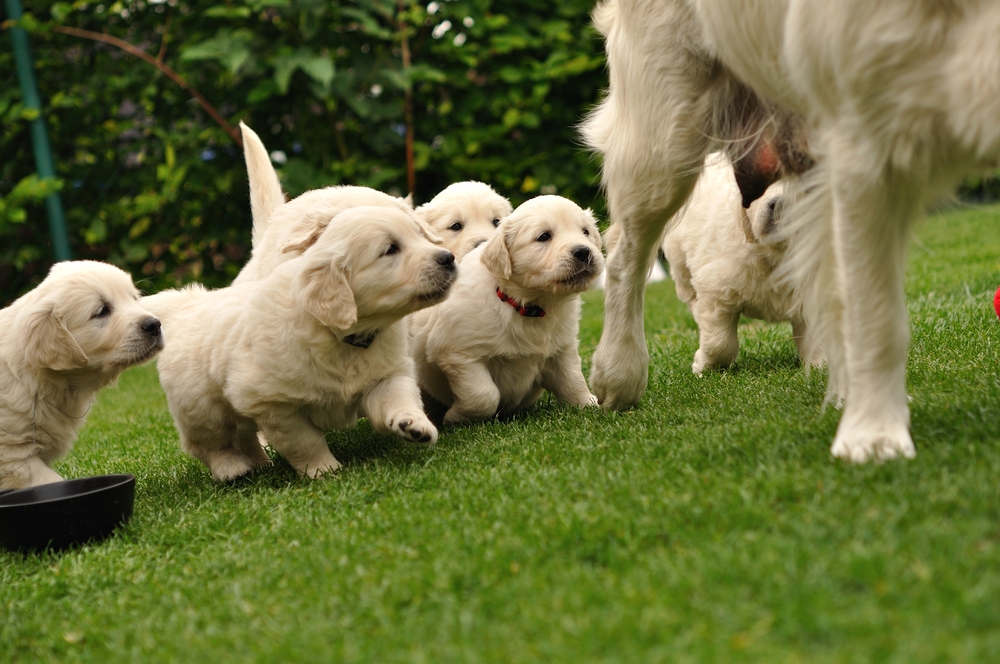 young golden reteiver puppies on grass running after their mother