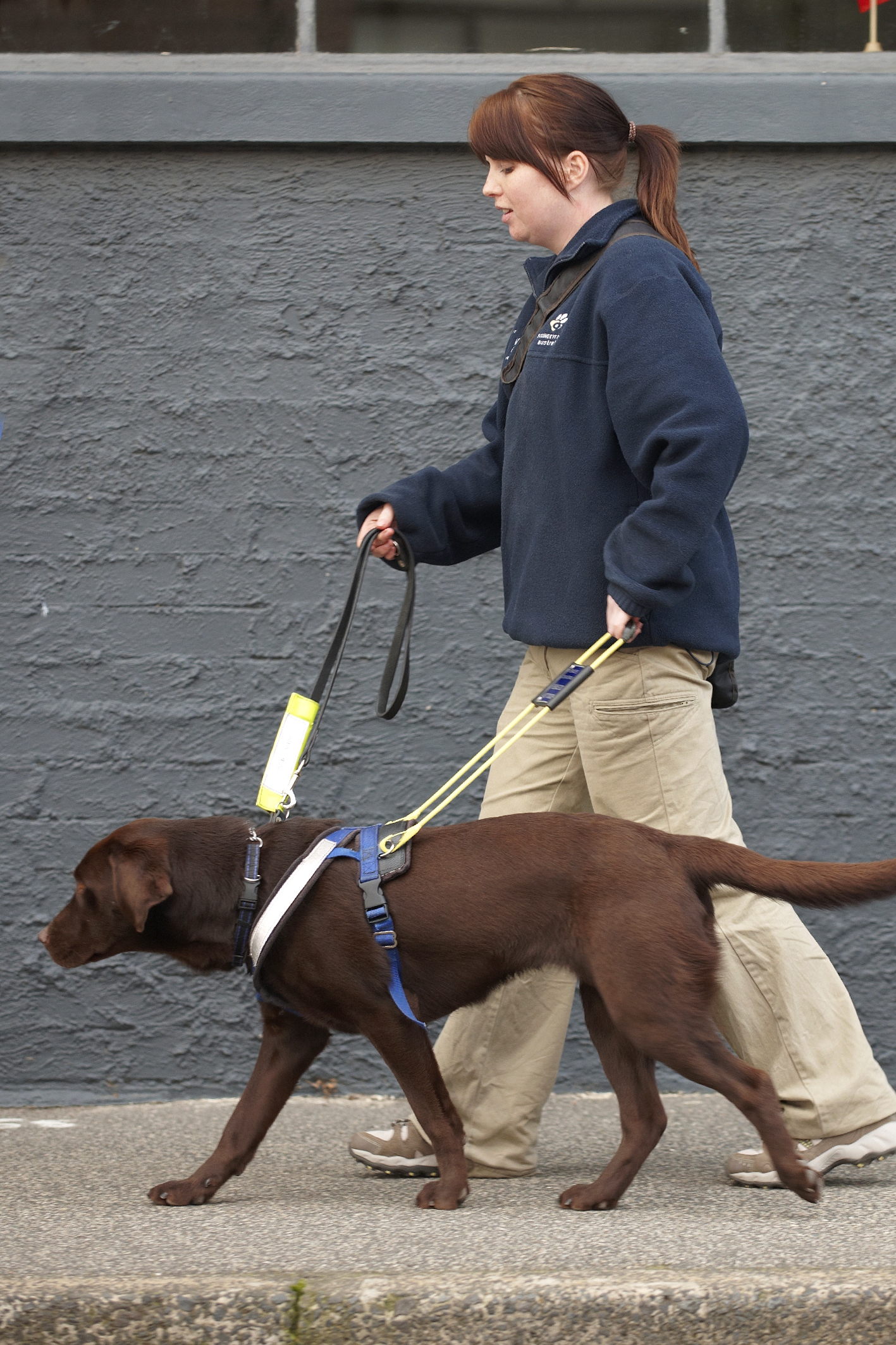 Seeing eye cheap dogs training