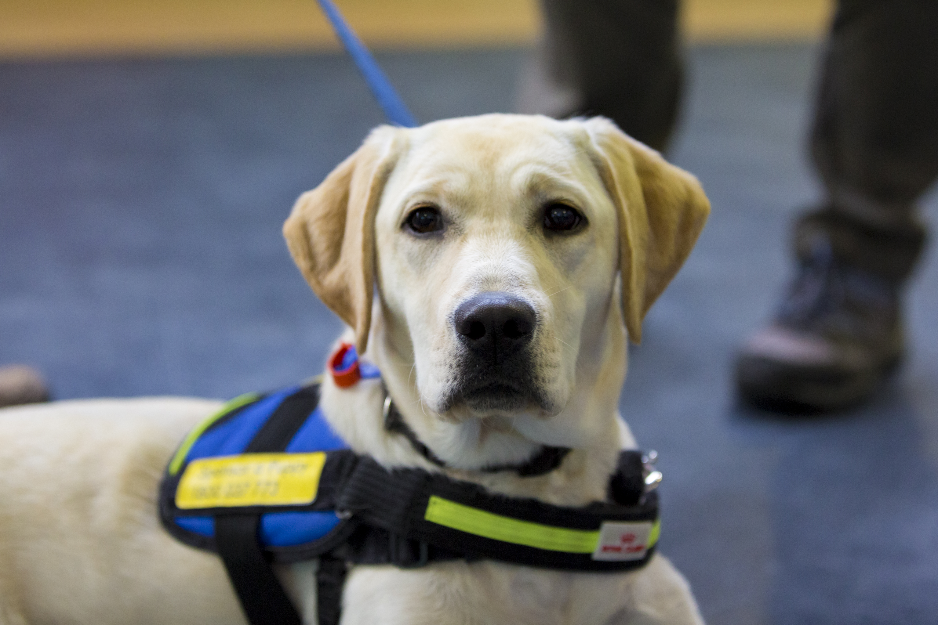 A Golden Retriever Seeing Eye Dog in training harness looking straight at camera.
