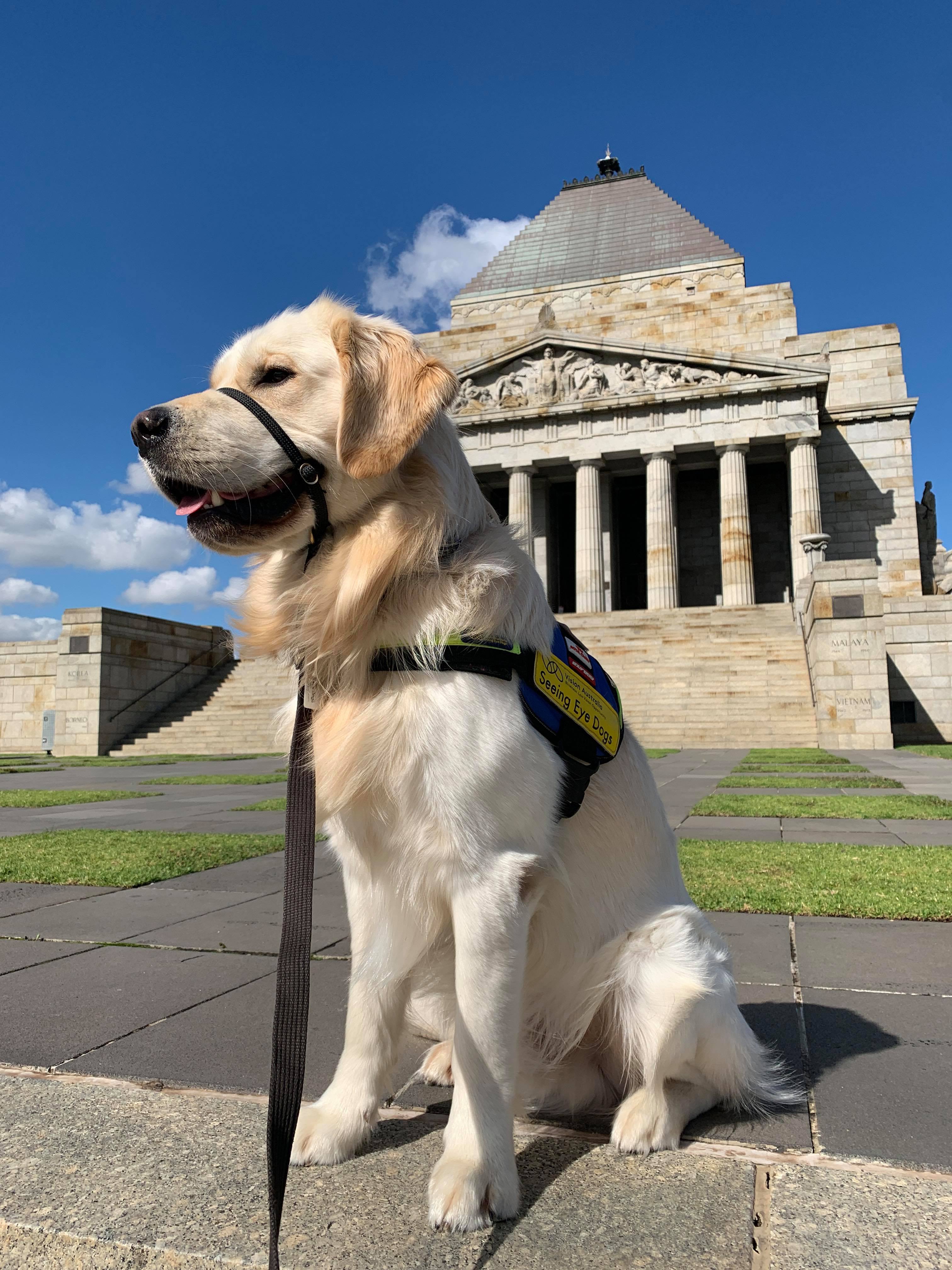 SED breeder dog Deuce standing with purple poppy pin in his jacket in front of the Shrine of Remembrance in Melbourne.