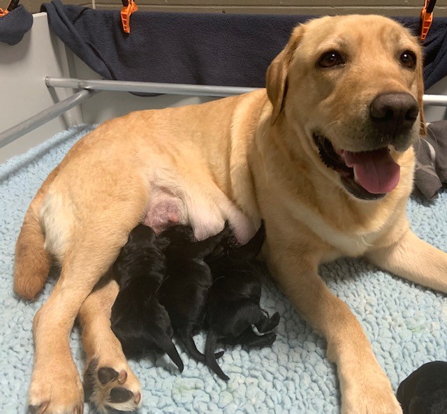 Carmel smiles while three pups feed.