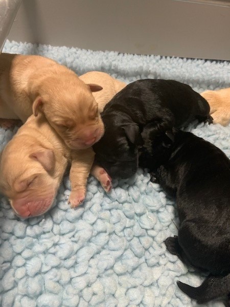 Several yellow and black pups sleeping together