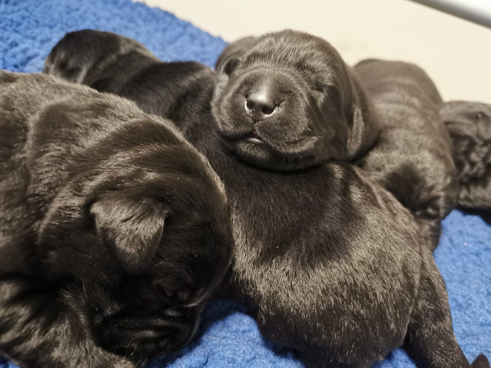 Several black pups sleeping together while one smiles
