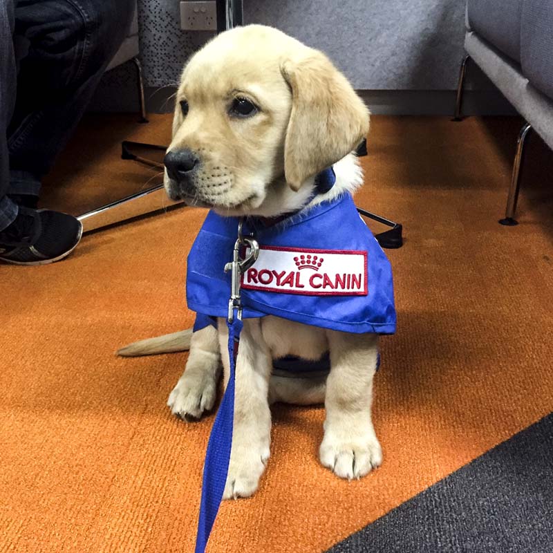 Puppy seeing sale eye dog