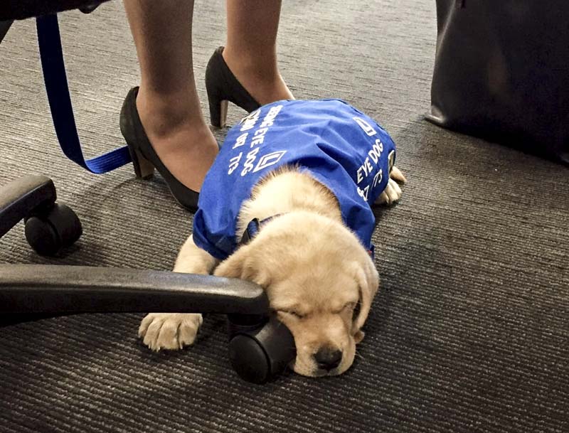 SED Hughie sleeps next to the wheels of an office chair