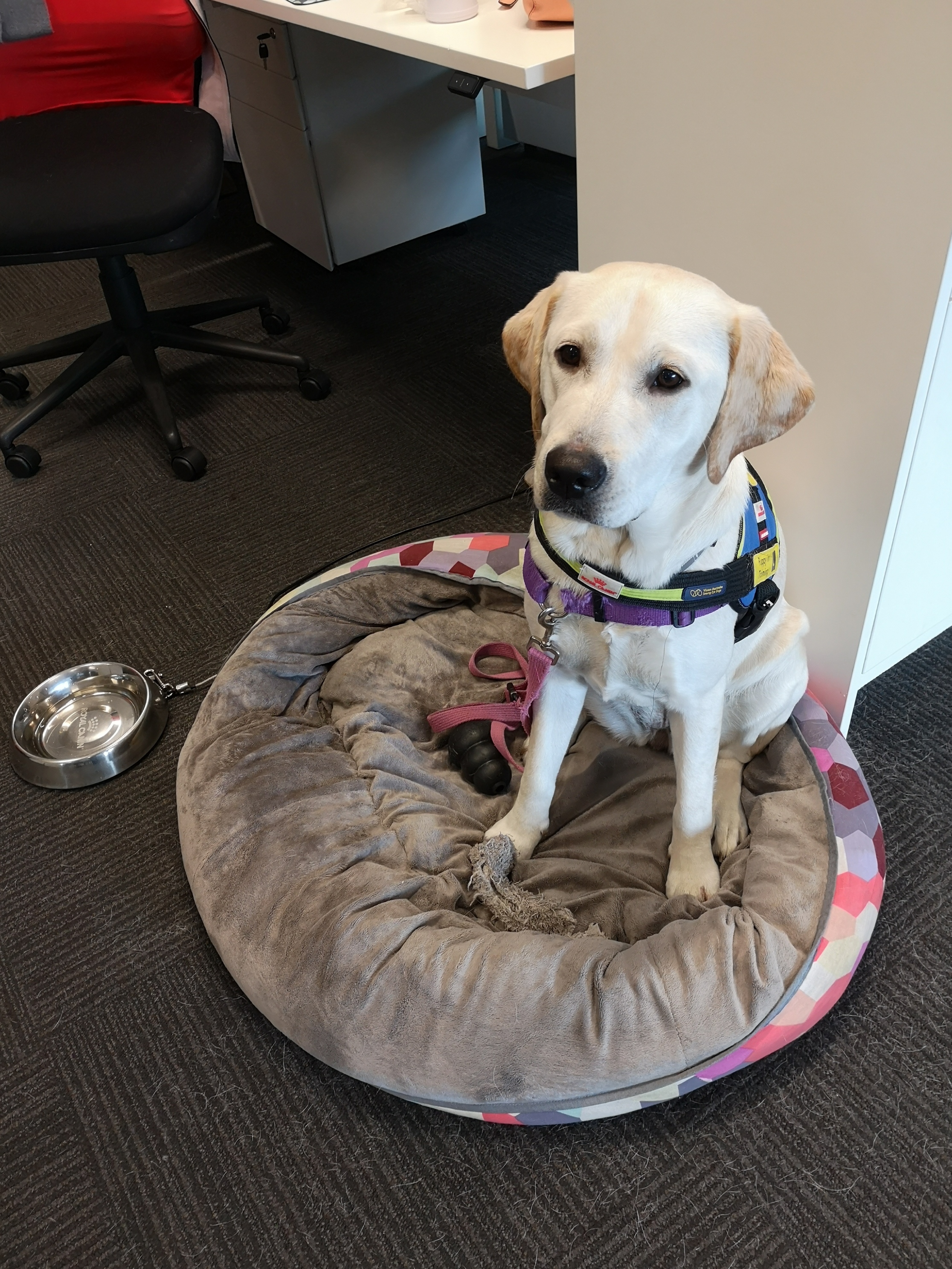SED Ulani sits in a padded dog bed in an office