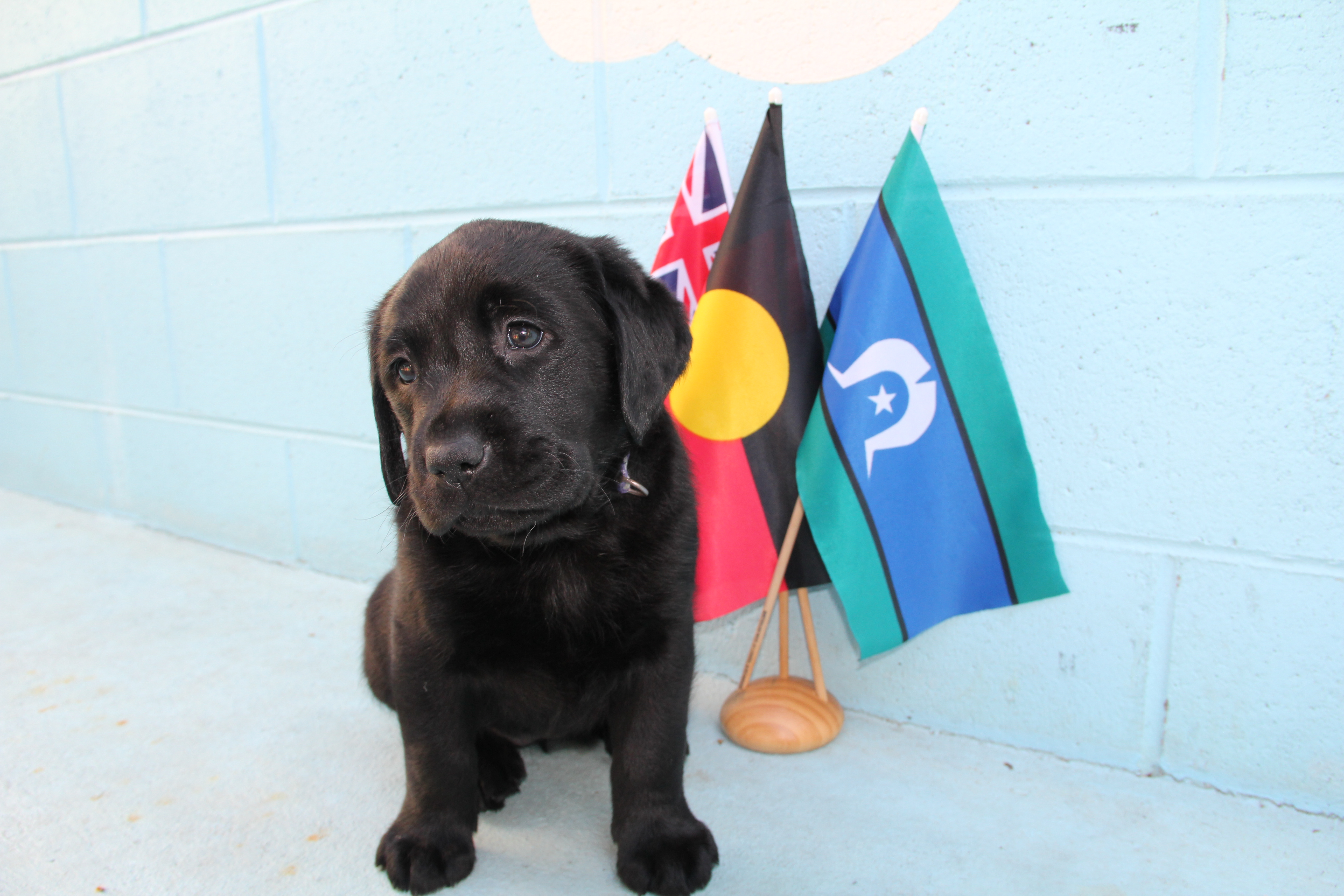 Minaaka, a black Labrador puppy, sits next to miniature Australian, Aboriginal and Torres Strait Islander flags.