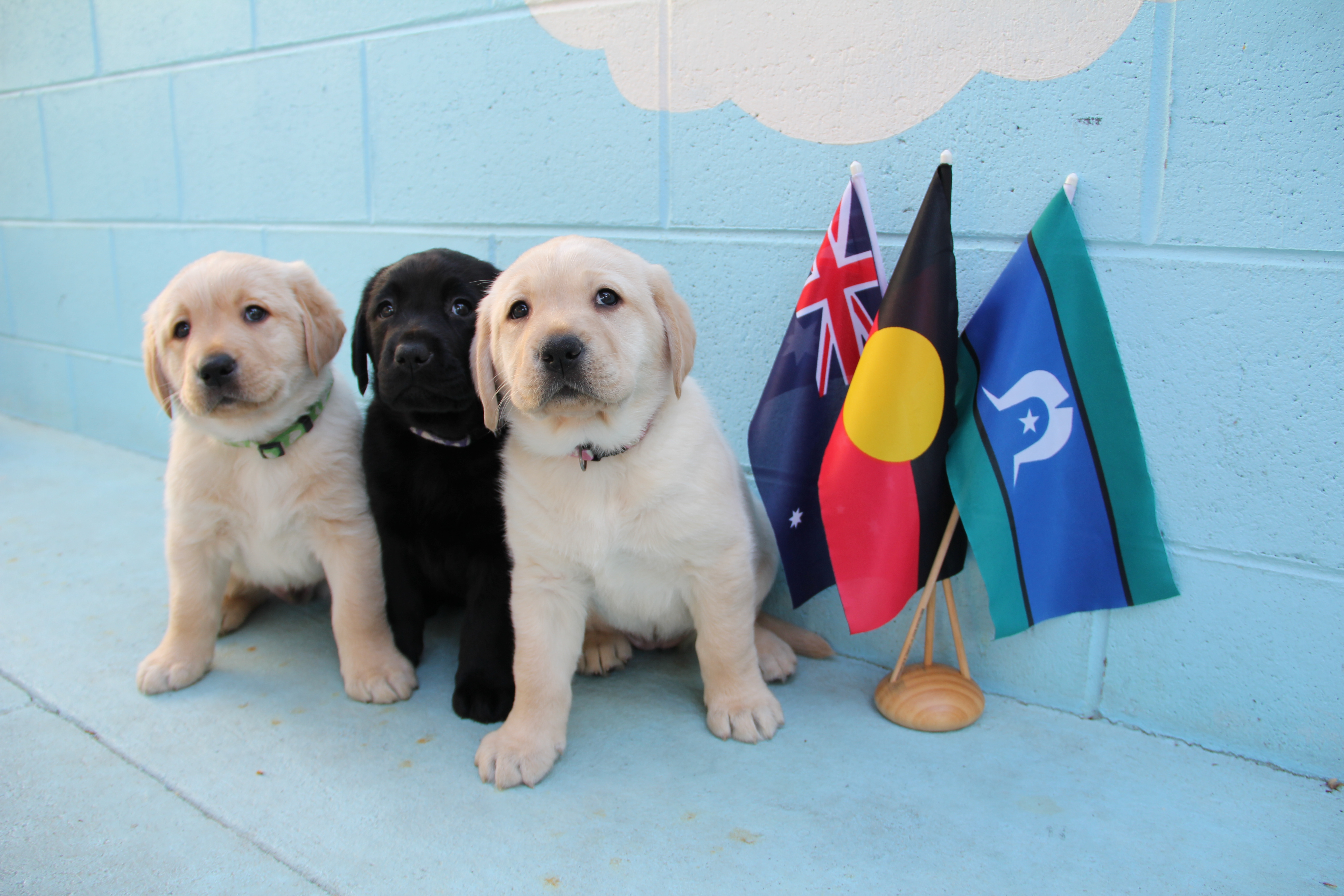 Waratah, Minaaka and Nara, the three Labrador puppies named in honour of NAIDOC Week, sit next to miniature Australian, Aboriginal and Torres Strait Islander flags. 
