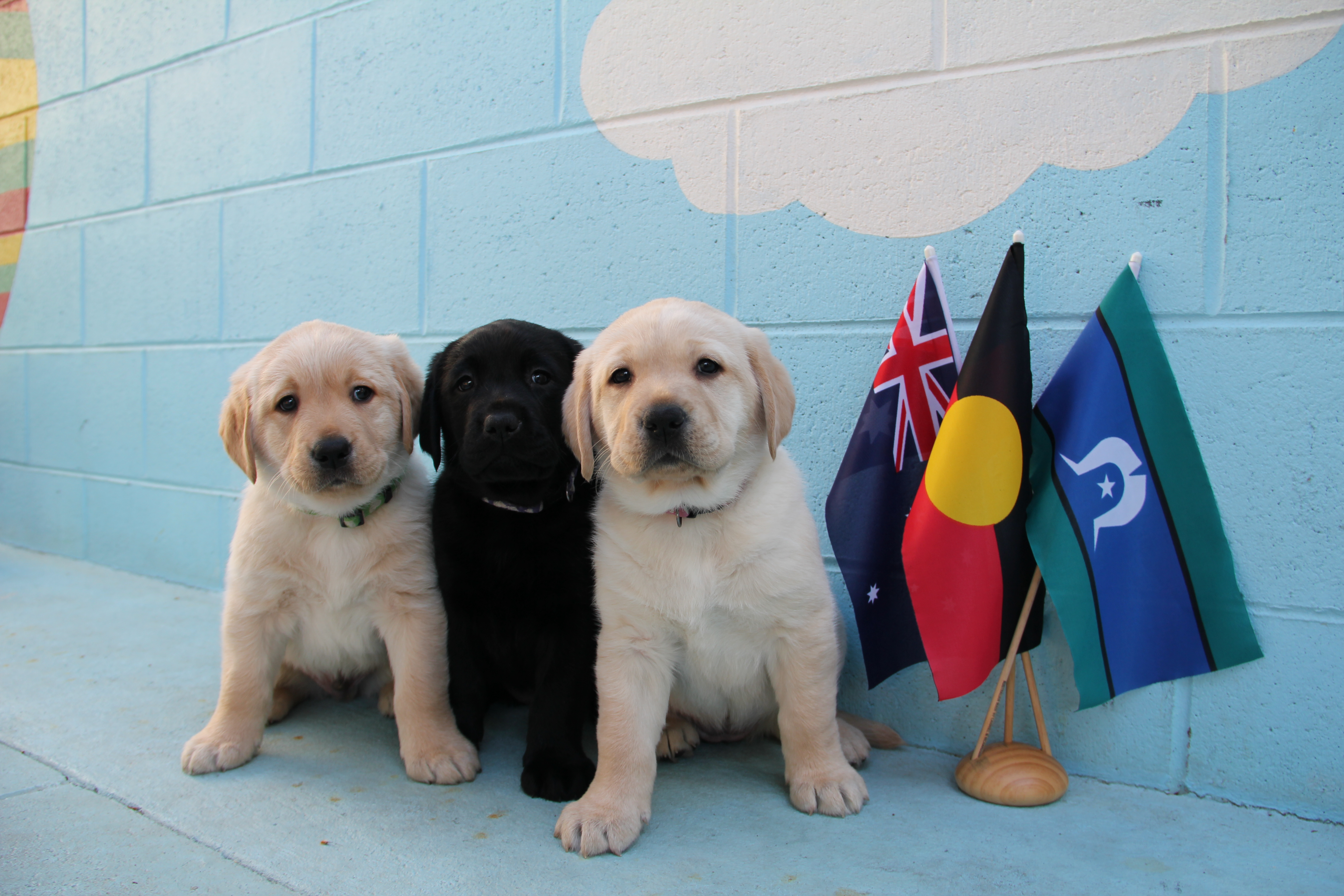 Waratah, Minaaka and Nara, the three Labrador puppies named in honour of NAIDOC Week, sit next to miniature Australian, Aboriginal and Torres Strait Islander flags. 