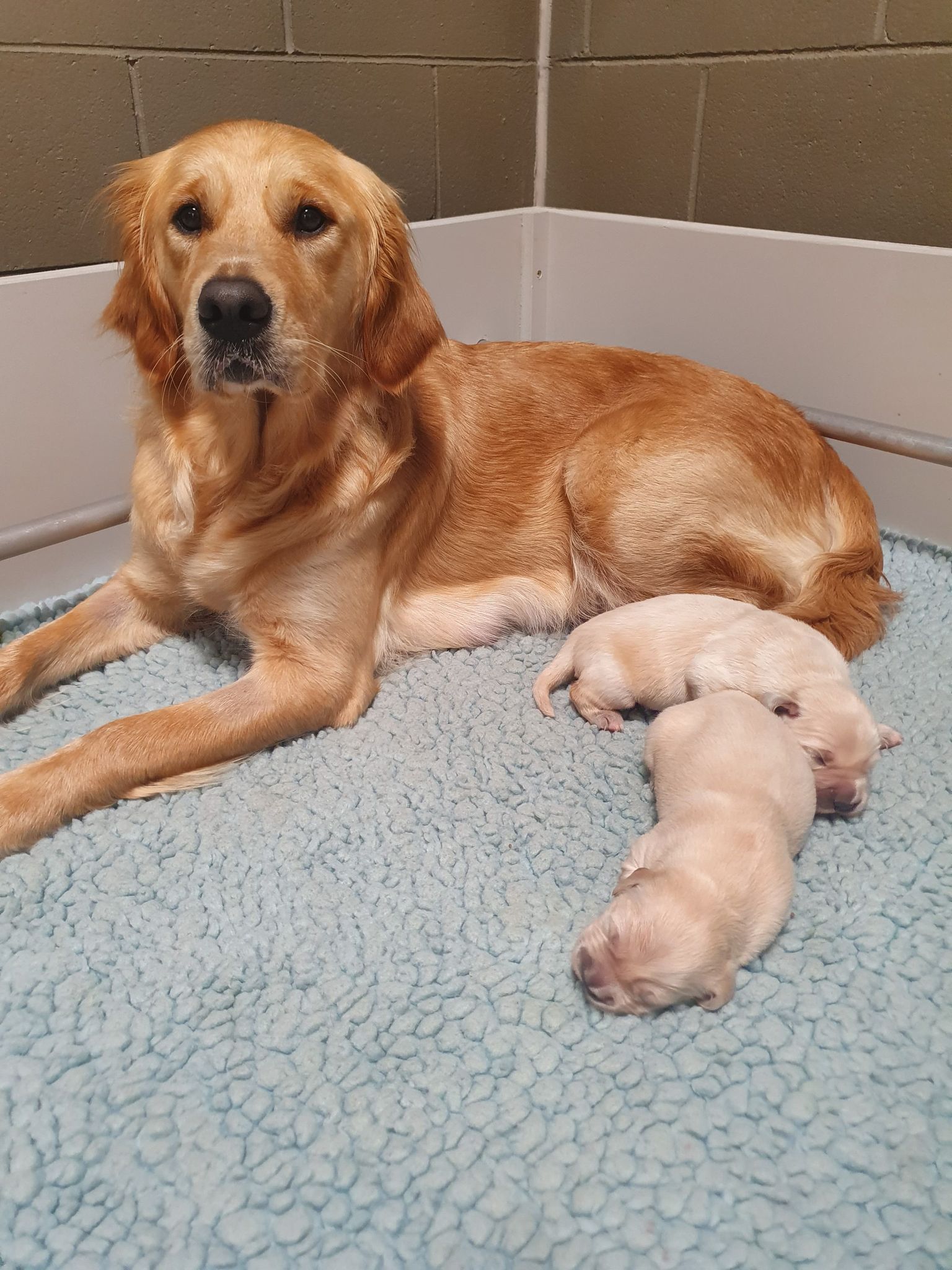 Olive, a golden retriever, lies nicely next to two of her golden pups