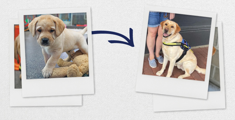 On left is a photo of a young Seeing Eye Dog labrador puppy, an arrow points to the right, an adult Seeing Eye Dog in harness sitting and looking to camera 