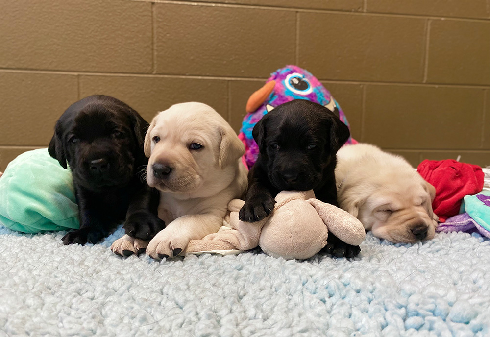 Two black and two yellow Labrador puppies sit in a row on blankets with plush toys