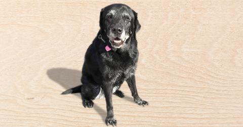 Onyx (black Seeing Eye Dog) sitting and looking at camera