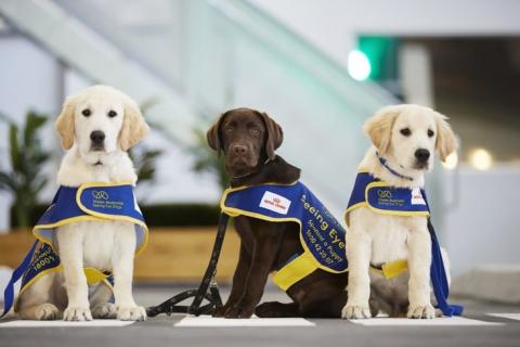 Perfect pups are bred with the right genetics and traits to become Seeing Eye Dogs.