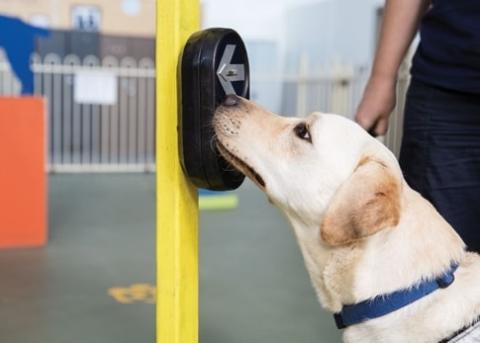 A Seeing Eye Dog can locate the pedestrian crossing button to help keep their handler safe.