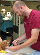 Dr Richard Woolley gives a small dog an injection
