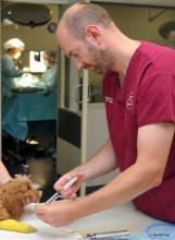 Dr Richard Woolley Dr Richard Woolley gives a small dog an injection
